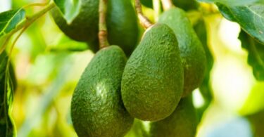 avocatier combien de temps pour avoir des fruits,fleur avocatier,photo fleur avocatier,comment polliniser un avocatier,floraison avocatier,comment pincer un avocatier,avocatier 5 ans,avocatier entretien