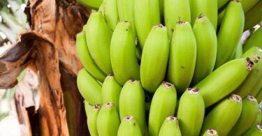 en combien de temps pousse un bananier,combien de fois un bananier donne des fruits,cycle de vie dun bananier,comment avoir des bananes sur un bananier,bananier exterieur resistant,quand planter un bananier,comment faire repartir un bananier,bananier meurt apres floraison