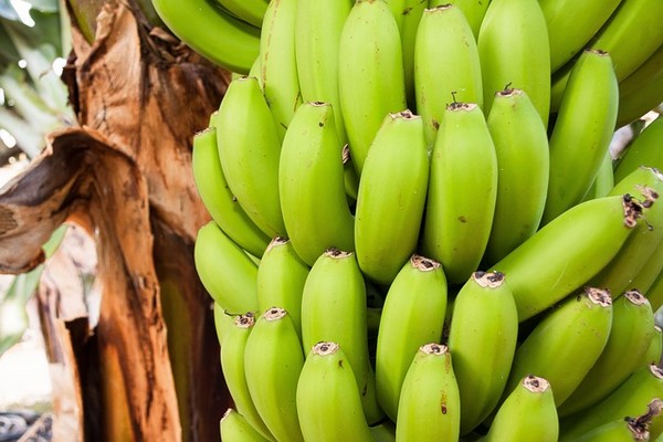 en combien de temps pousse un bananier,combien de fois un bananier donne des fruits,cycle de vie dun bananier,comment avoir des bananes sur un bananier,bananier exterieur resistant,quand planter un bananier,comment faire repartir un bananier,bananier meurt apres floraison