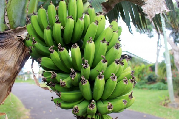 en combien de temps pousse un bananier,combien de fois un bananier donne des fruits,cycle de vie dun bananier,comment avoir des bananes sur un bananier,bananier exterieur resistant,quand planter un bananier,comment faire repartir un bananier,bananier meurt apres floraison