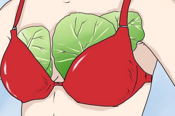 Pourquoi certaines femmes mettent-elles des feuilles de chou sur leurs seins